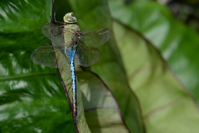 在白天的特写摄影中，蓝色和黑色的蜻蜓栖息在绿叶上